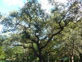 vignette Quercus oleoides