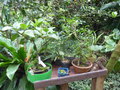 vignette Jardin d 'Orchides  Monteverde