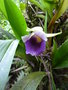 vignette Jardin d 'Orchides  Monteverde