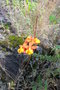 vignette Epidendrum radicans