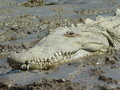 vignette Crocodile sur fleuve Rio Grandes de Tarcoles