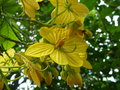 vignette Cassia antillana = Senna nitida = Chamaefistula antillana = Cassia aurea
