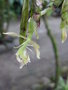 vignette Epidendrum sp