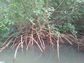 vignette mangrove