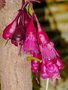 vignette Syzygium longifolium