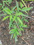 vignette Arthroclianthus sp. 2012-12