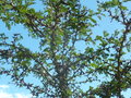 vignette Acacia sphaerocephala
