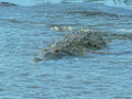 vignette Crocodile sur fleuve Rio Grandes de Tarcoles