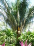 vignette Elaeis guineensis - Palmier  huile d'Afrique ou lis de Guine