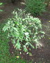 vignette Pedilanthus tithymaloides 'Variegatus' = Euphorbia tithymaloides 'Variegata'