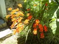 vignette Crocosmia masoniorum