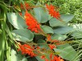 vignette Crocosmia masoniorum