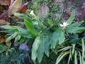 vignette Hedychium coronarium