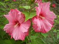 vignette Hibiscus moscheutos Sweet Caroline