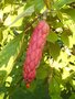 vignette Magnolia soulangiana (infructescence)