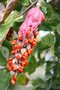 vignette Magnolia soulangiana (fruits)