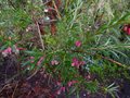 vignette Grevillea rosmarinifolia gros plan1 au 03 12 12