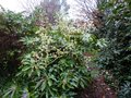 vignette Fatsia japonica au 02 12 12