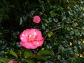 vignette Camellia japonica Lady Clare au 03 12 12