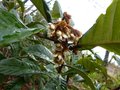 vignette Eryobotria japonica gros plan parfum au 03 12 12