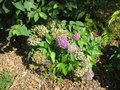vignette Hydrangea macrophylla 'Tovelit'