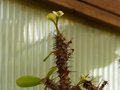 vignette Euphorbia millii blanche au 03 12 12