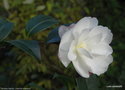 vignette ' Paradise Sayaka ' camellia sasanqua ?