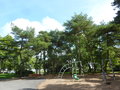 vignette Pinus sylvestris - Pin Sylvestre sur Aire de jeux