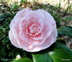 vignette Camélia ' BRECA ' camellia japonica