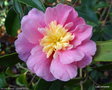 vignette ' SUGAR DREAM ' camellia hybride