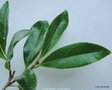 vignette ' Sugar Dream ' camellia hybride, odorant
