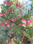 vignette grevilea rosmarinifolia
