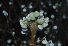 vignette Edgeworthia chrysantha (fasciation)