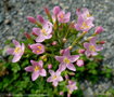 vignette Petite-centaure  ( Centaurium erythraea ) Fleurs sauvages