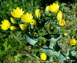 vignette Blackstonia perfoliata ou centaure jaune, fleurs sauvages
