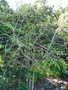vignette Annona reticulata