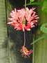 vignette Hibiscus schizopetalus