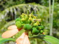vignette Euphorbia heterophylla