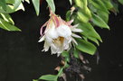 vignette Epiphyllum chrysocardium