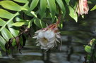 vignette Epiphyllum chrysocardium