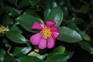 vignette Camellia sasanqua 'Hugh Evans'