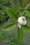 vignette Magnolia virginiana 'Glauca'