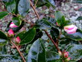 vignette ' YOIMACHI '  camellia hybride