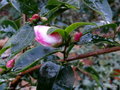 vignette ' YOIMACHI '  camellia hybride