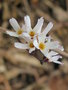 vignette Abeliophyllum distichum - Forsythia blanc de Core