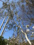 vignette Eucalyptus pauciflora 'Pendula'
