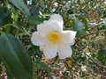 vignette Camellia 'japonica 'Lily Pons'