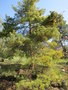vignette Pinus cembra 'Aurea'
