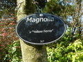 vignette Magnolia 'Yellow Ferrer'