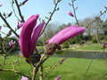 vignette Magnolia liliflora 'Mini Orchid'